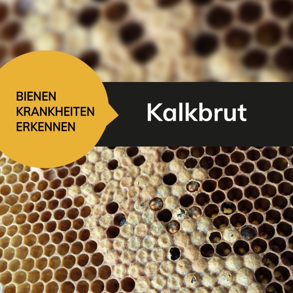 Blog_Kalkbrut-01