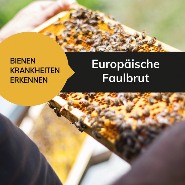 Blog_Europa-ische_Faulbrut-01